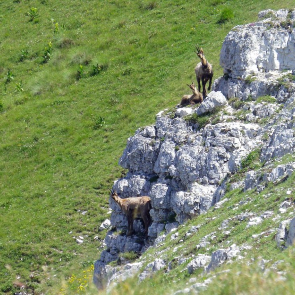 CRESTE DI MONTE BOVE 27 07 2013 104