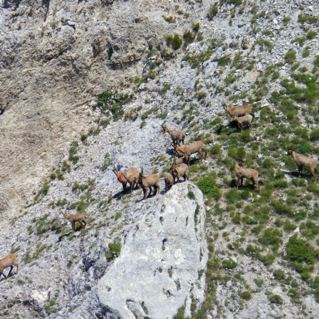 CRESTE DI MONTE BOVE 27 07 2013 110