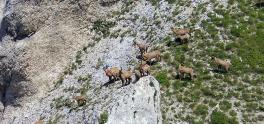 CRESTE DI MONTE BOVE 27 07 2013 110