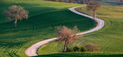 collina dei ciliegi