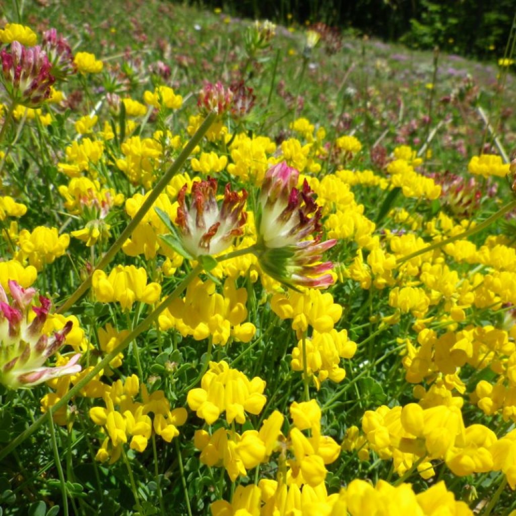 fioritura