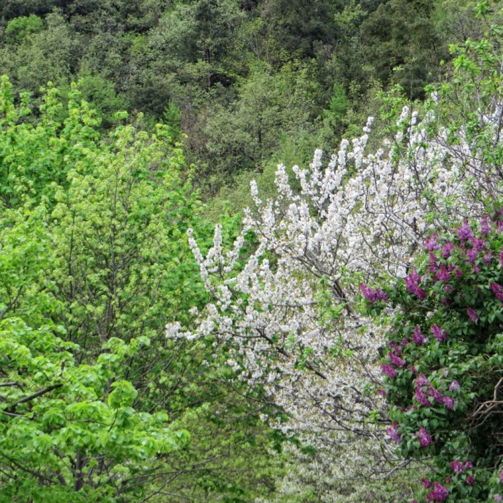 salita verso i piani di ragnolo