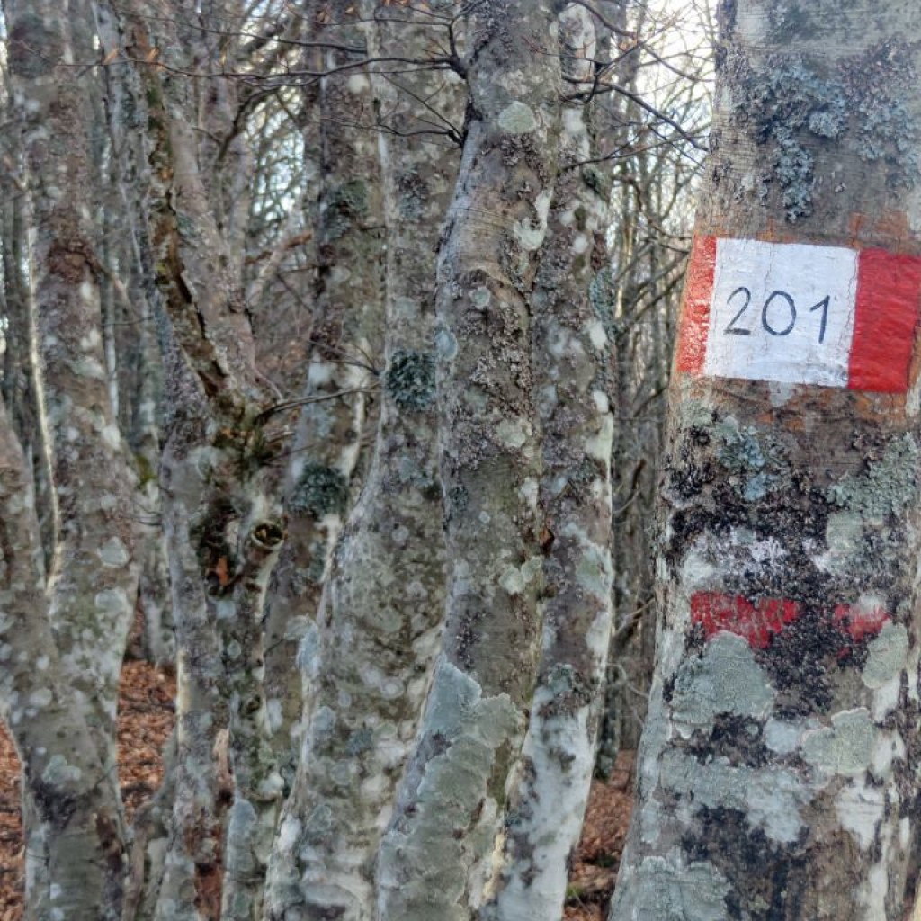 sentiero 201