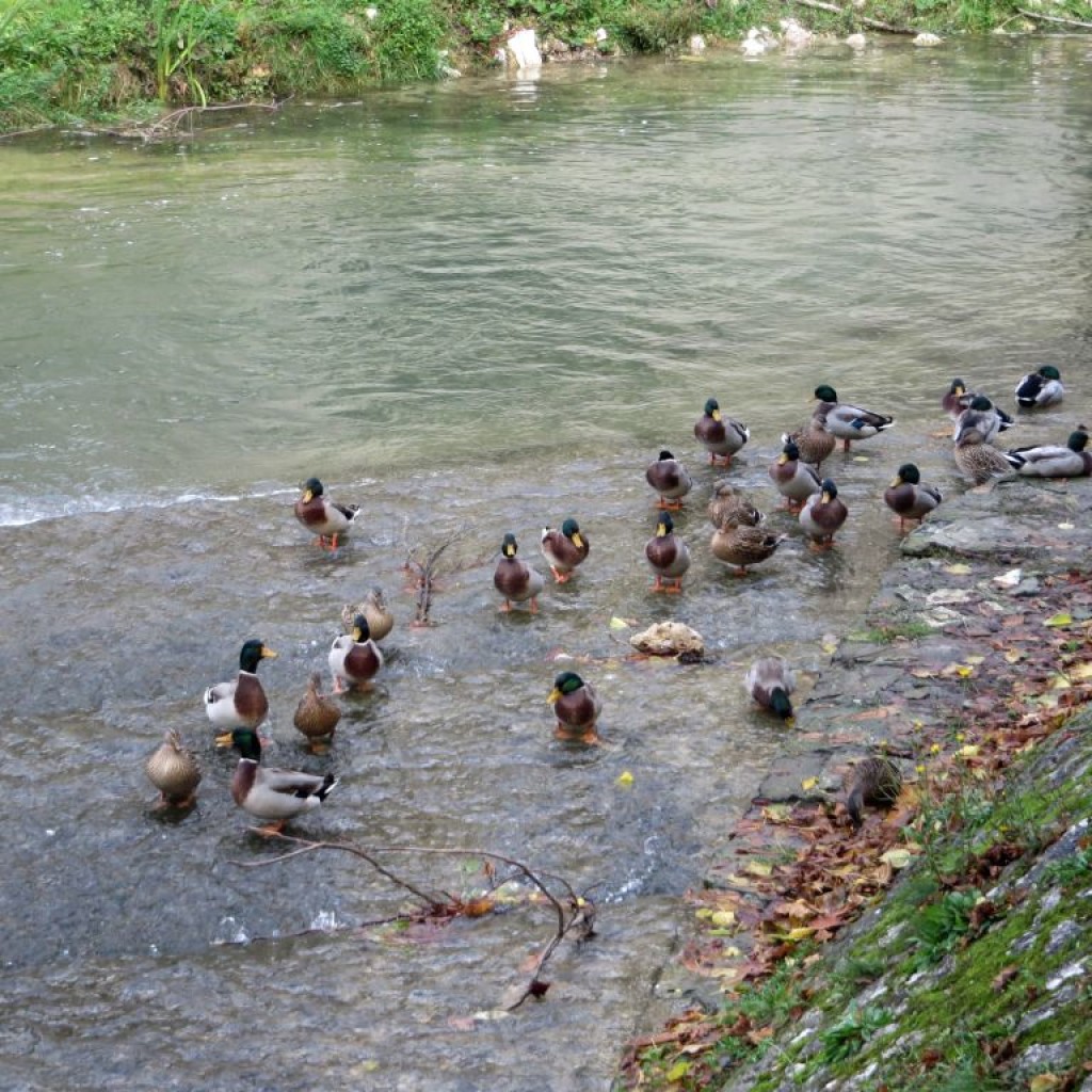 COLLE DI CARDINE 31 10 2015 388