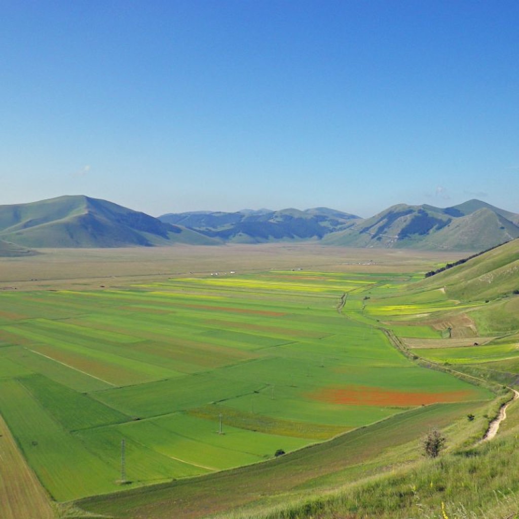 FIORITURA CASTELLUCCIO  06 07 2013 002