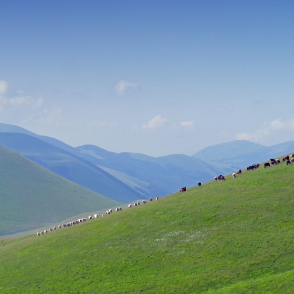 FIORITURA CASTELLUCCIO  06 07 2013 066