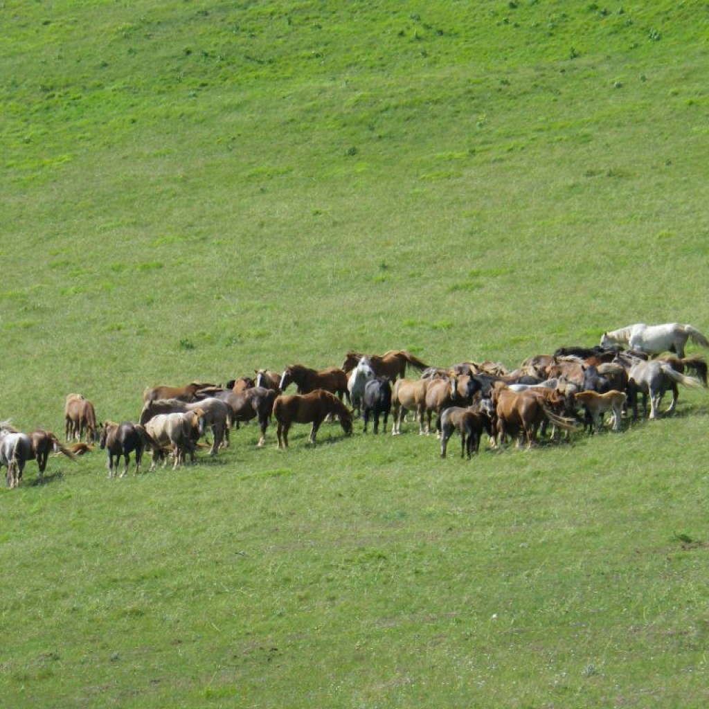 FIORITURA CASTELLUCCIO  06 07 2013 067