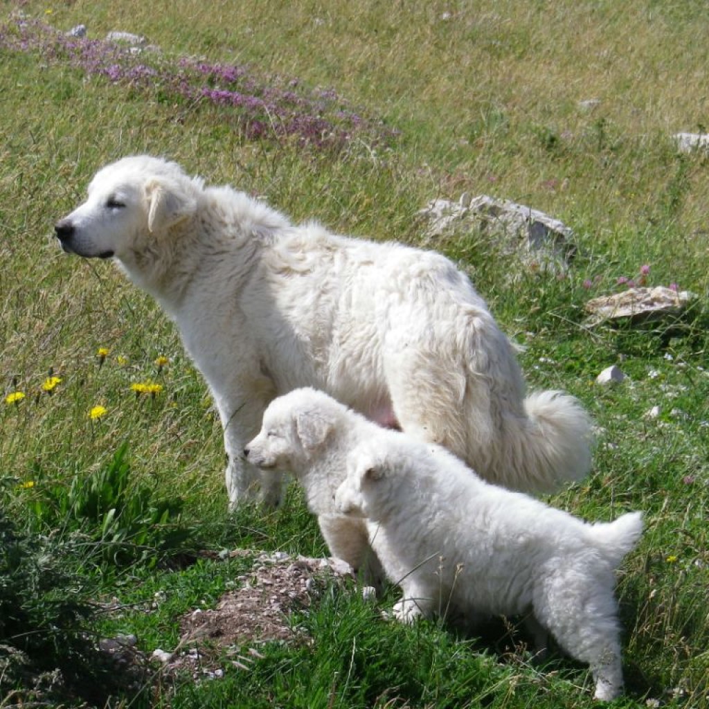 FIORITURA CASTELLUCCIO  06 07 2013 105