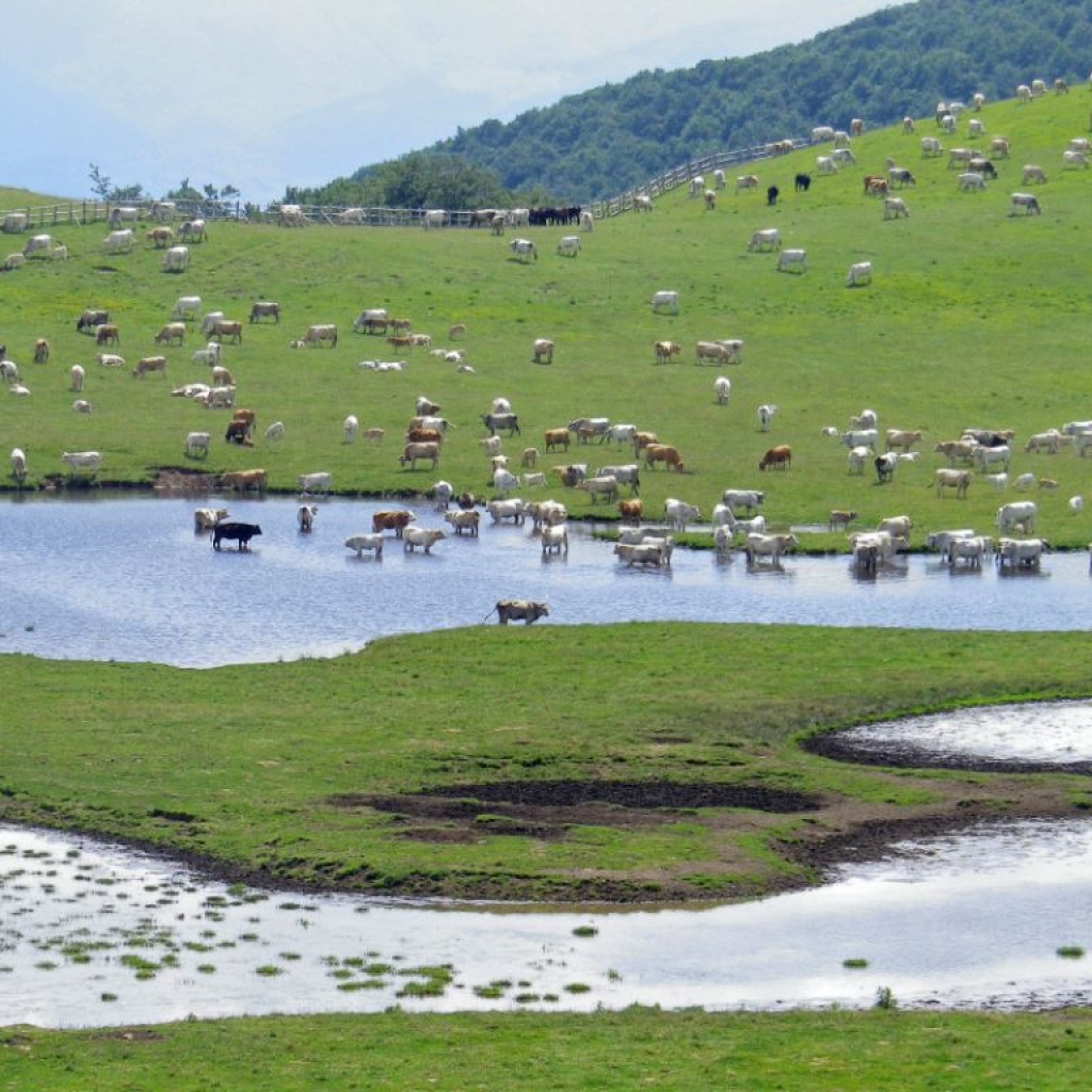 FIORITURA CASTELLUCCIO  06 07 2013 128