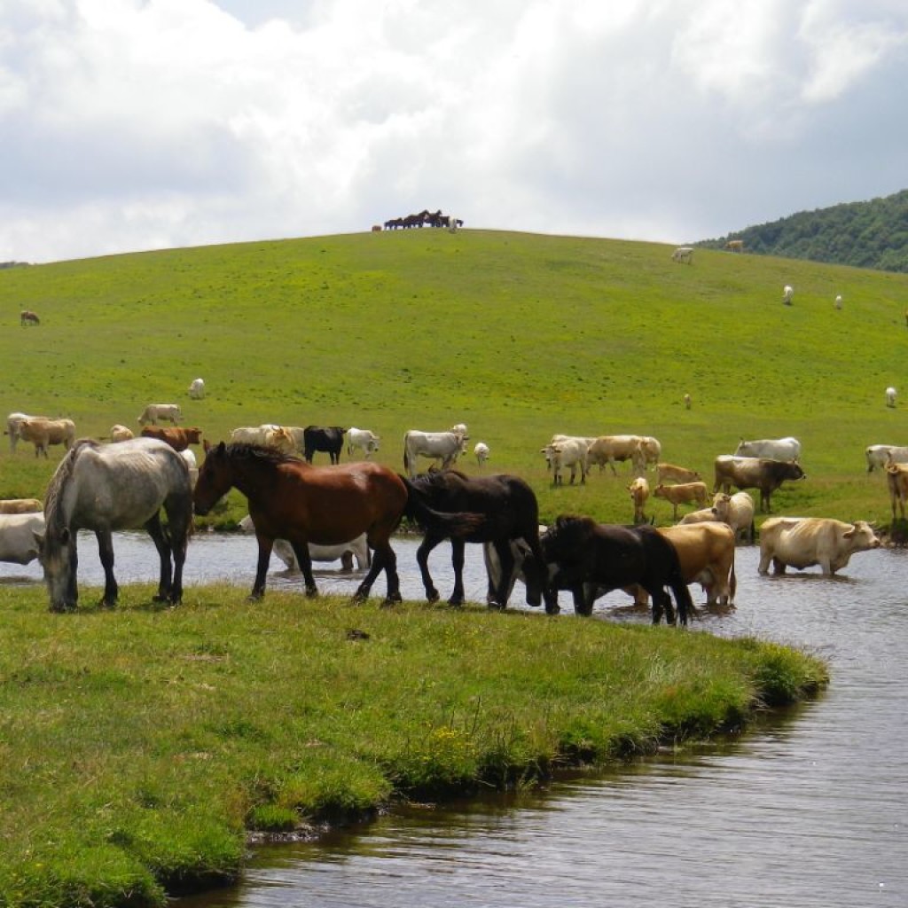 FIORITURA CASTELLUCCIO  06 07 2013 152