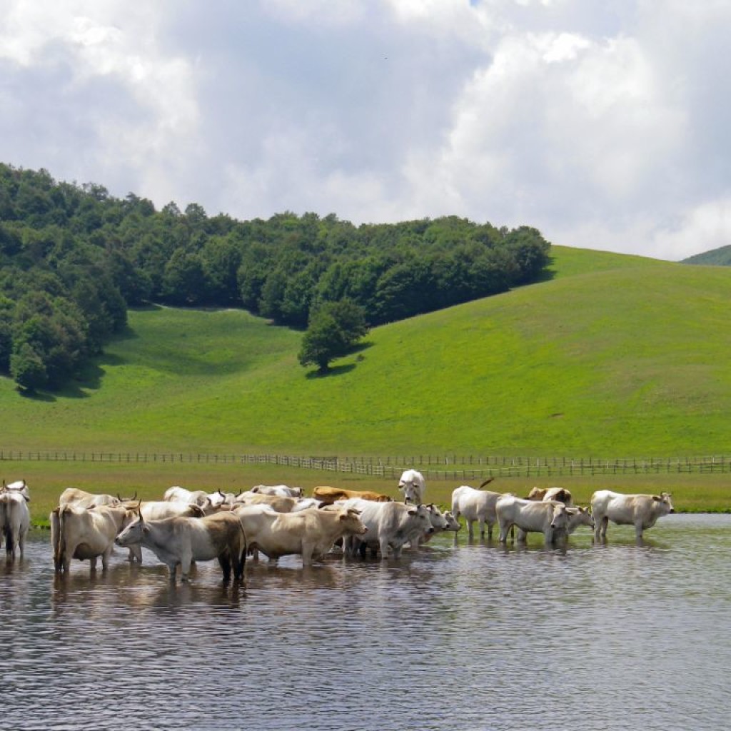 FIORITURA CASTELLUCCIO  06 07 2013 155