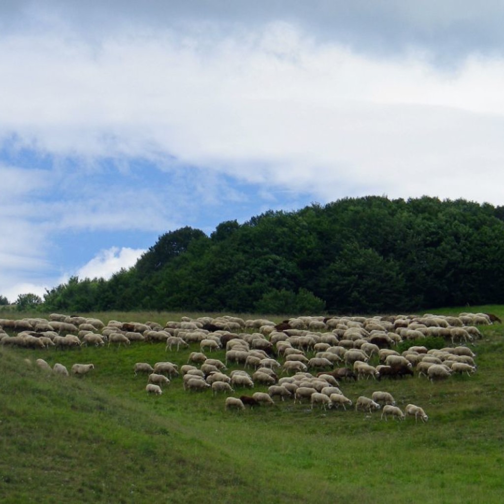 FIORITURA CASTELLUCCIO  06 07 2013 190