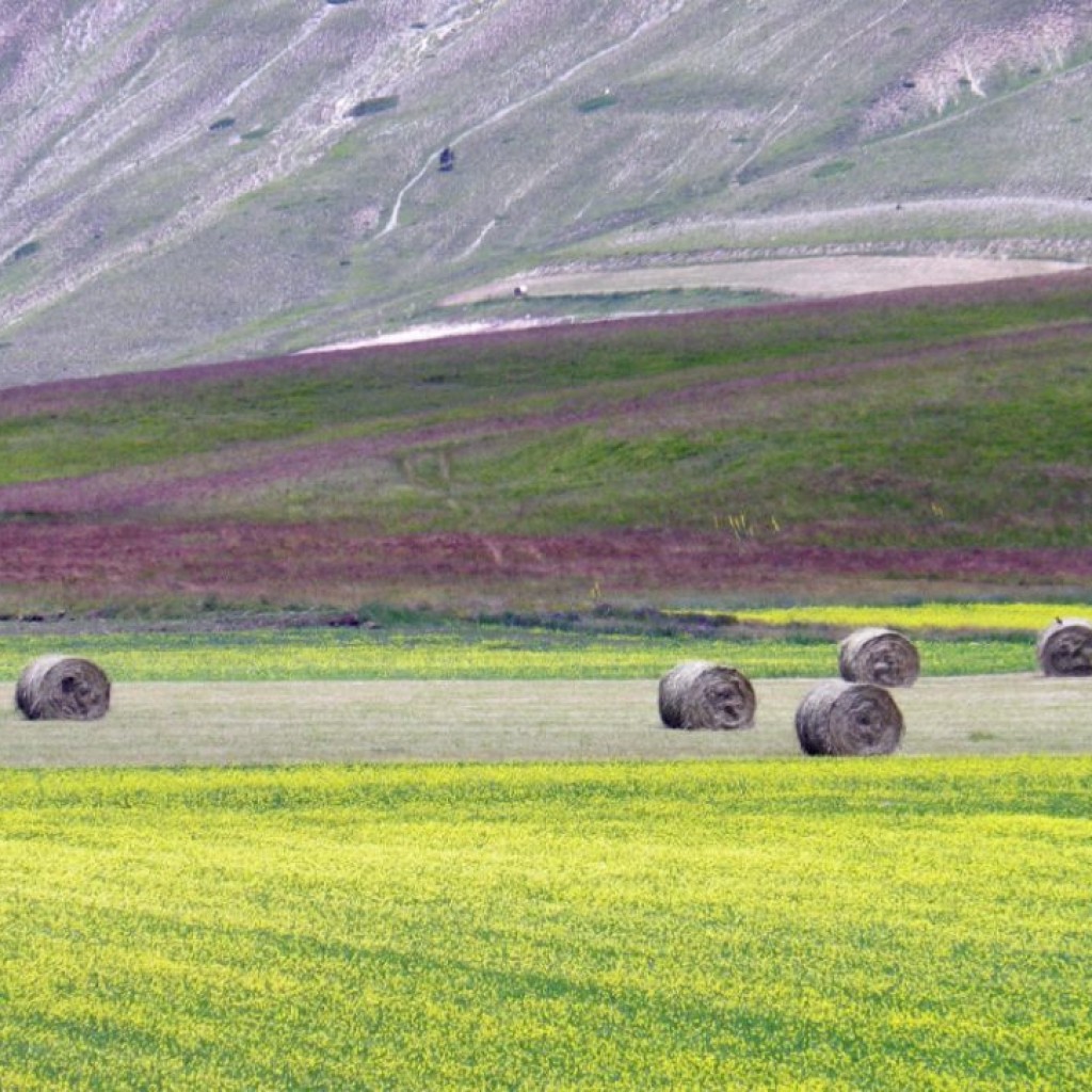 FIORITURA CASTELLUCCIO  06 07 2013 209