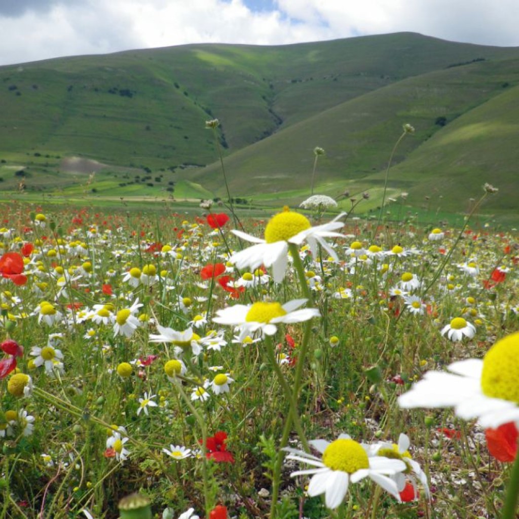 FIORITURA CASTELLUCCIO  06 07 2013 236