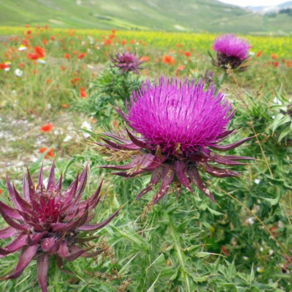 FIORITURA CASTELLUCCIO  06 07 2013 238