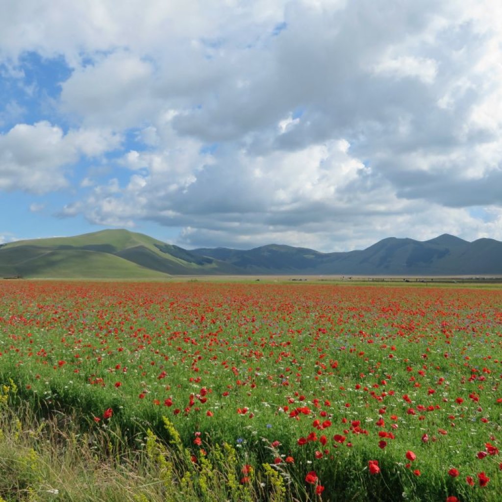 FIORITURA CASTELLUCCIO 12 07 2014 029