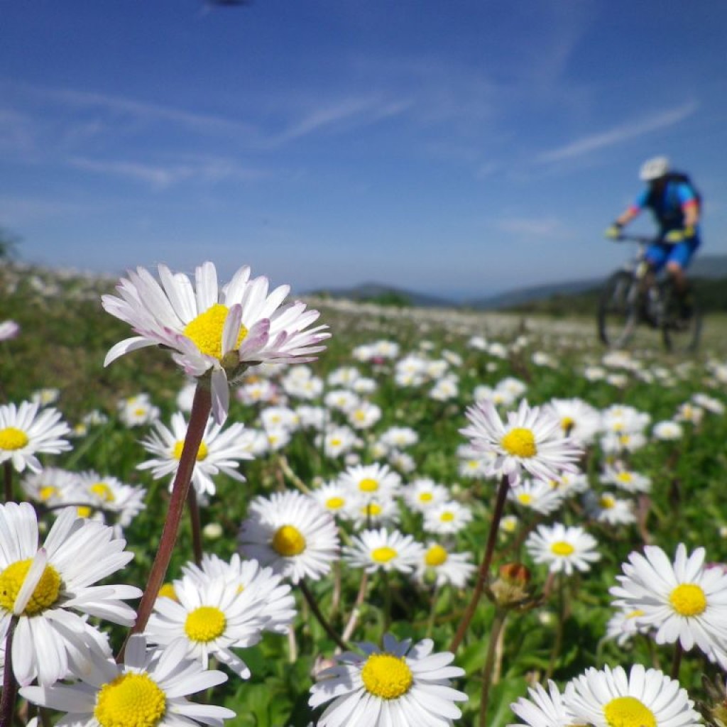 fioritura ai prati del vermenone