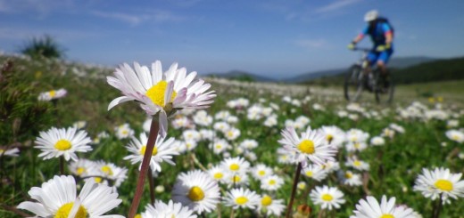 fioritura ai prati del vermenone