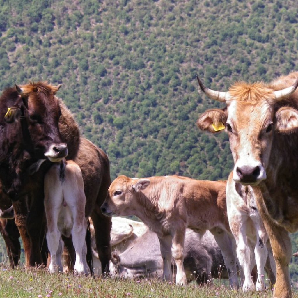 in marcia verso forca di bara