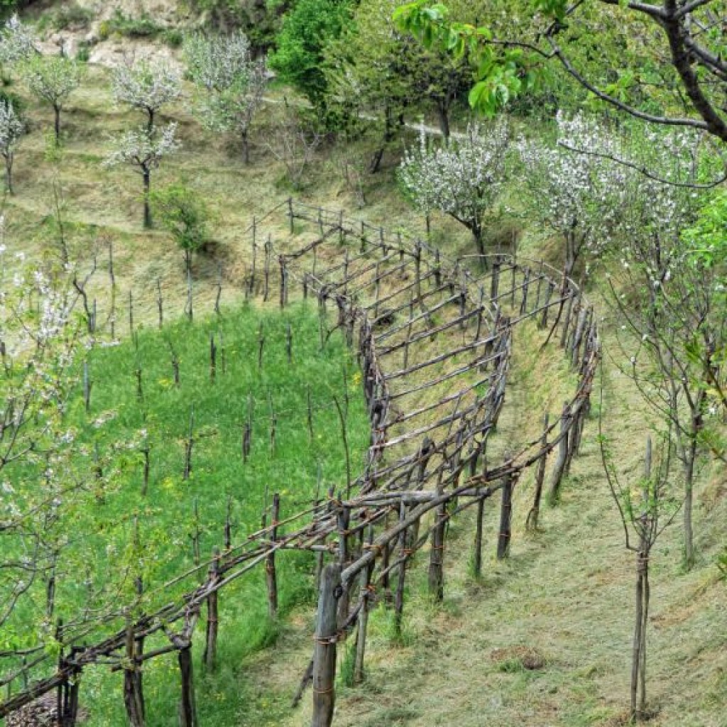 SENTIERO DEL BRIGANTE 02 05 2015 042