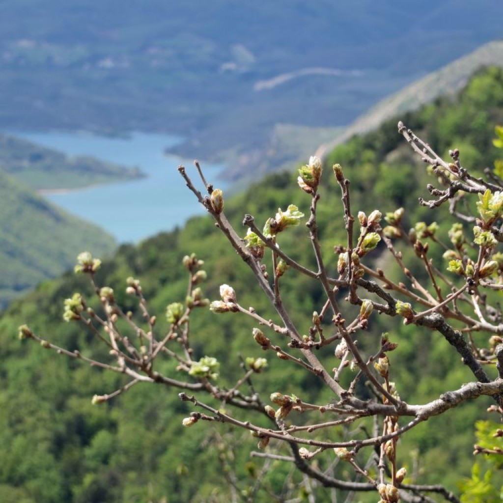MONTE PETRELLA 16 04 2016 172
