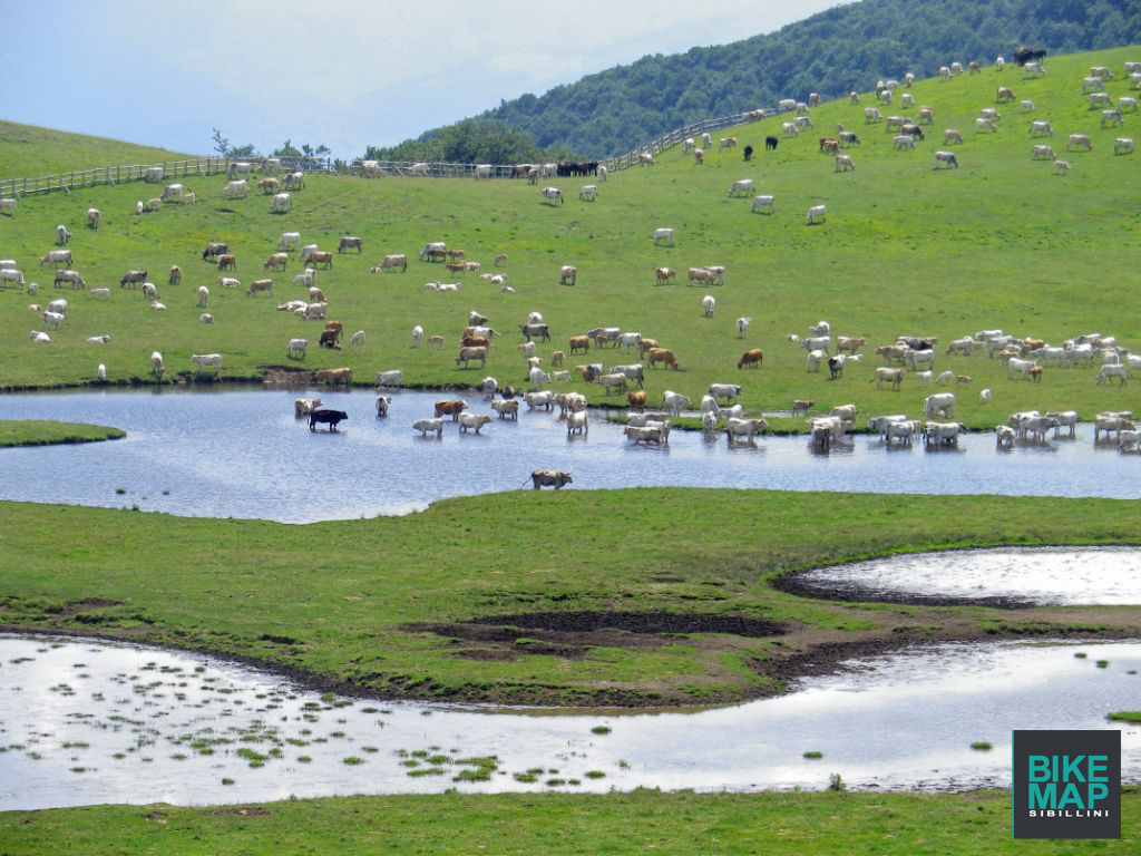 FIORITURA CASTELLUCCIO 06 07 2013 128