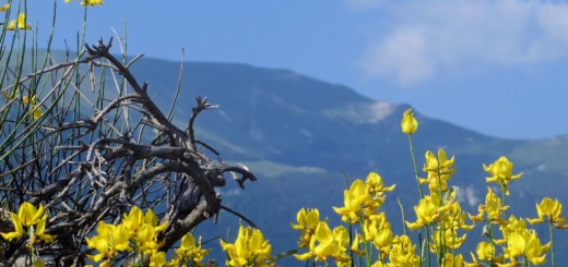 PIZZO DI MONTE BERRO  25 06 2016 043