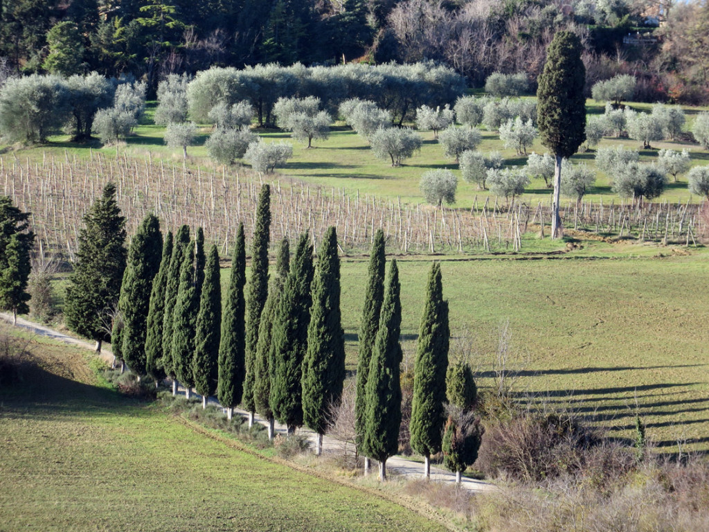 eroica-montalcino-682