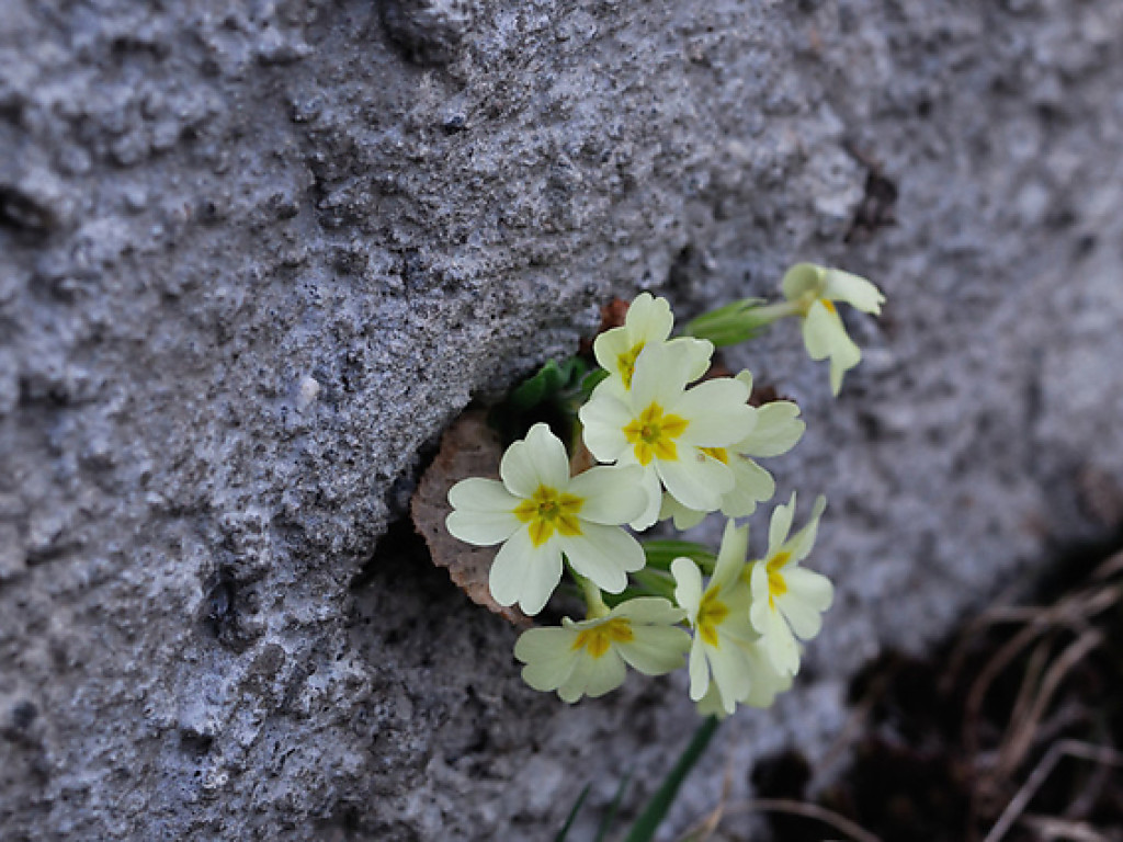 primula-vulgaris