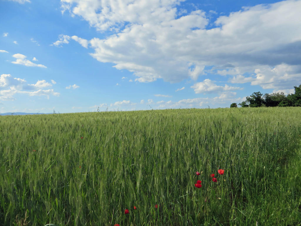 TOLAGNA-13-05-2017-912