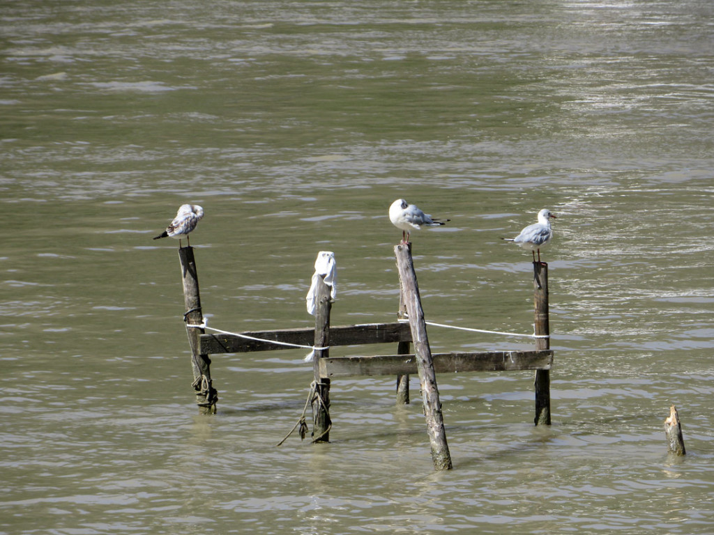 DANUBIO-08-2017-1373