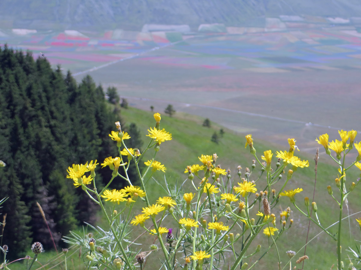 castelluccio-14-07-2018-295