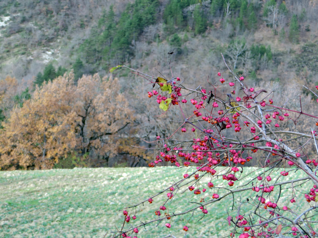 fiordimonte-09-12-2018-377