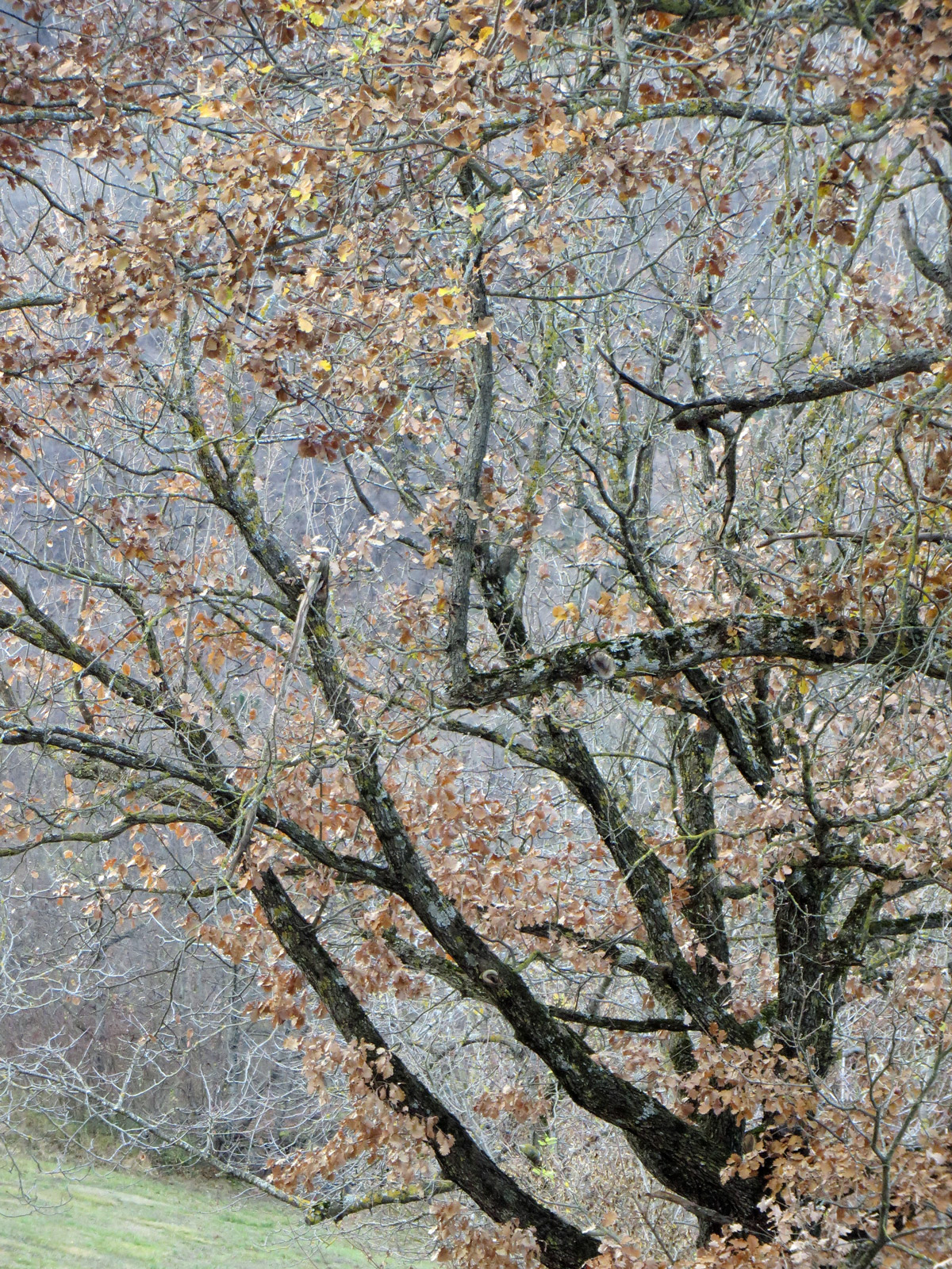 fiordimonte-09-12-2018-381