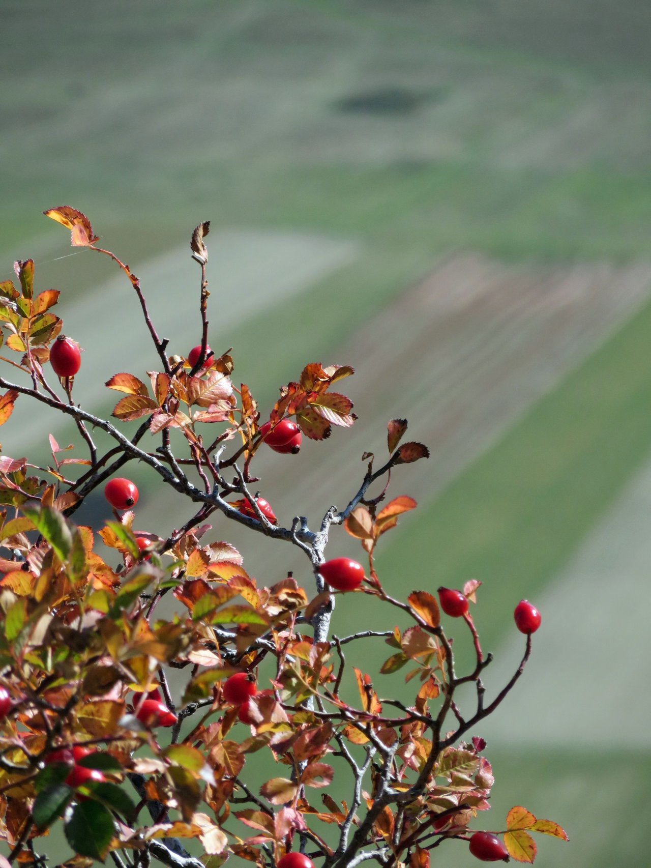 CASTELLUCCIO 19 10 2019 438