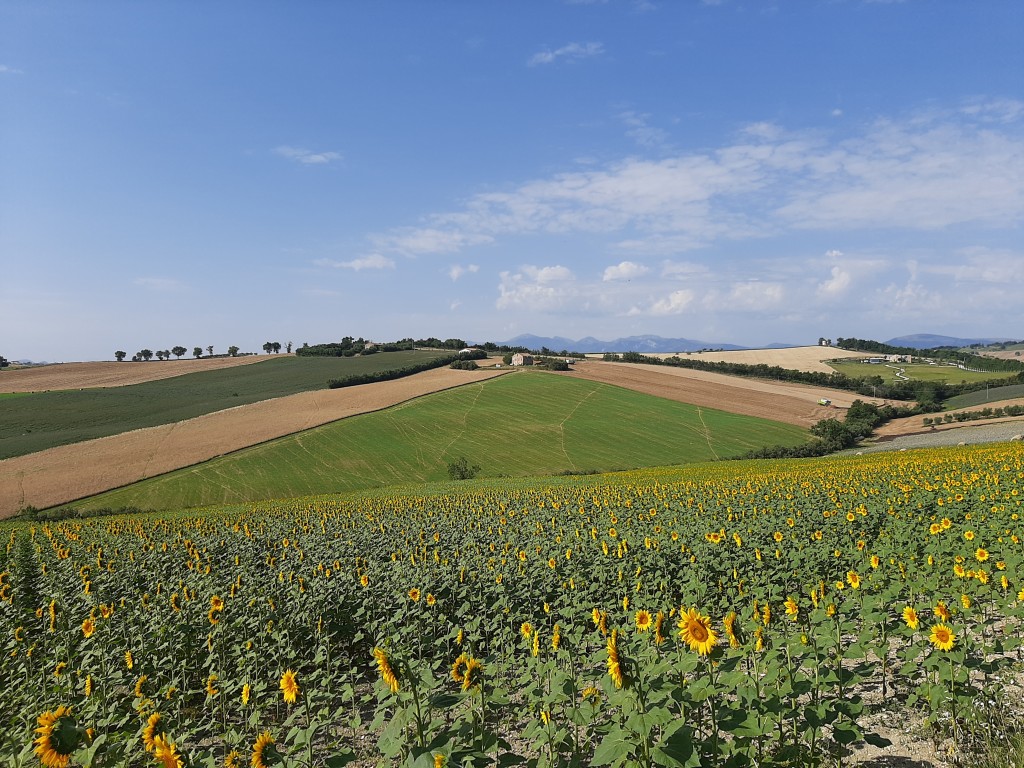 Tolentino - Colli Vasari