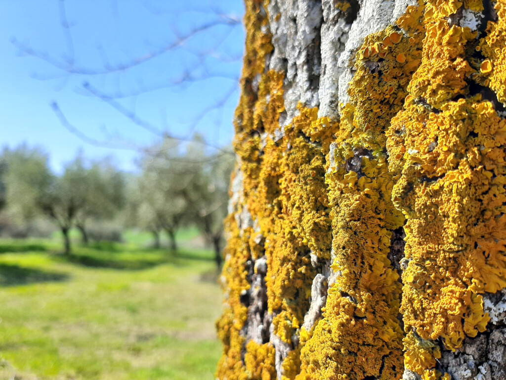 VIGNETI DEL POLLENZA 05 04 2021 (30)