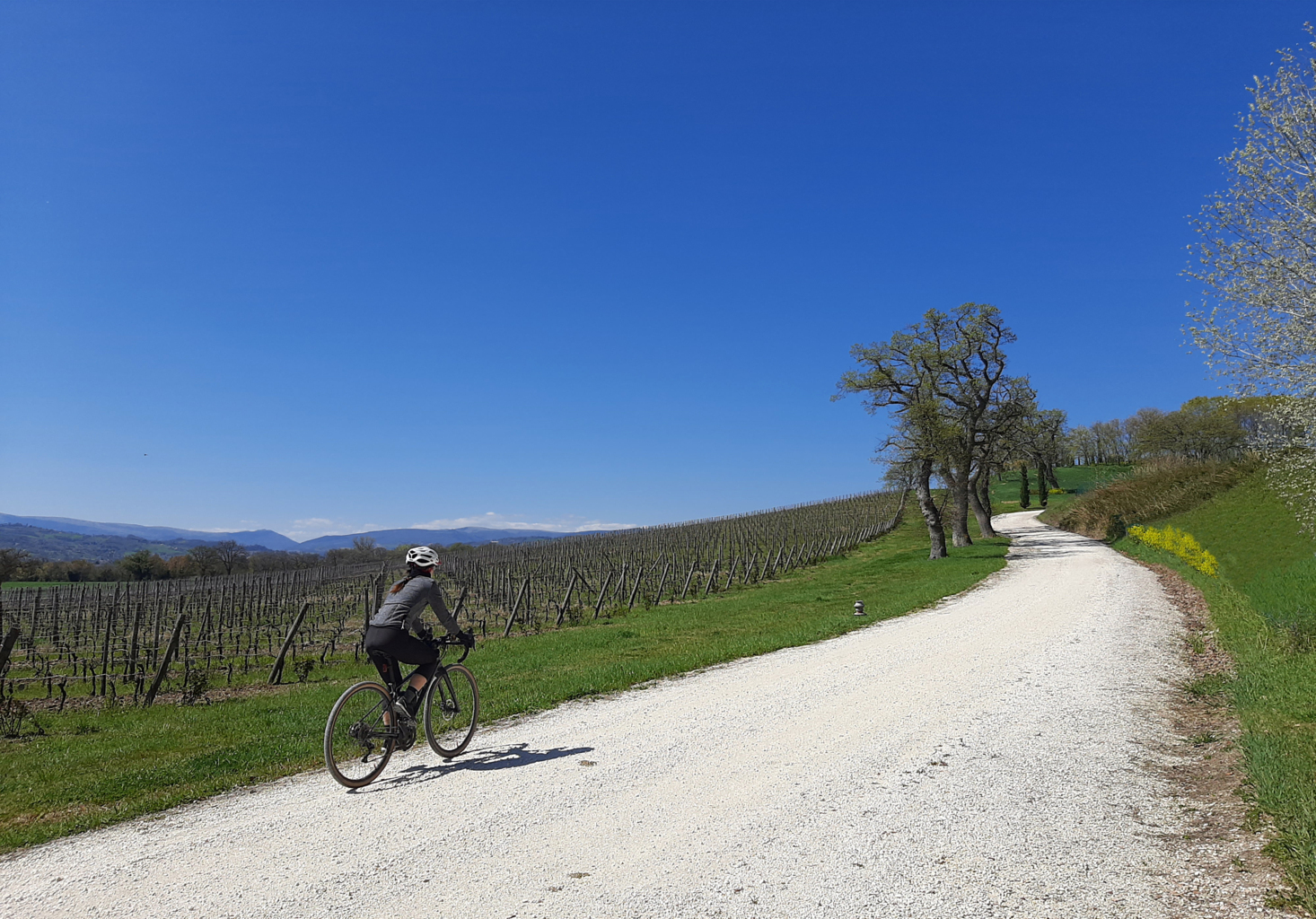 VIGNETI DEL POLLENZA 05 04 2021 (48)