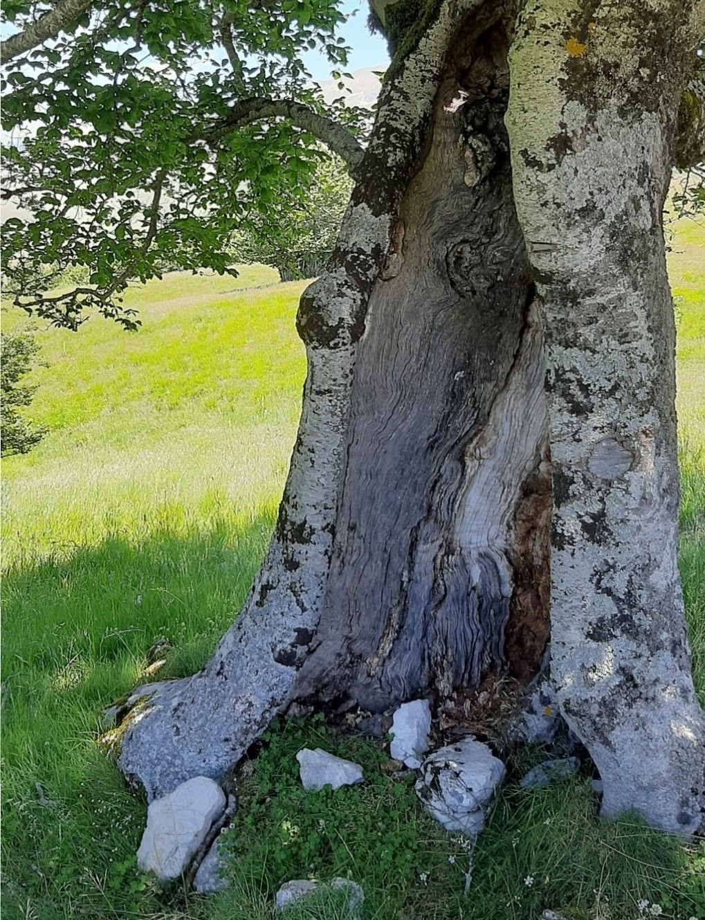 castelluccio (2)