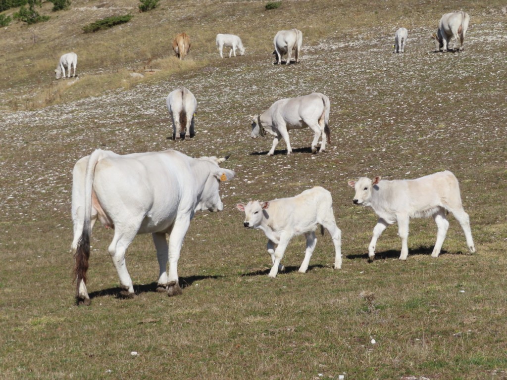 SIBILLINI VALLE ACQUA GILARDA (80)