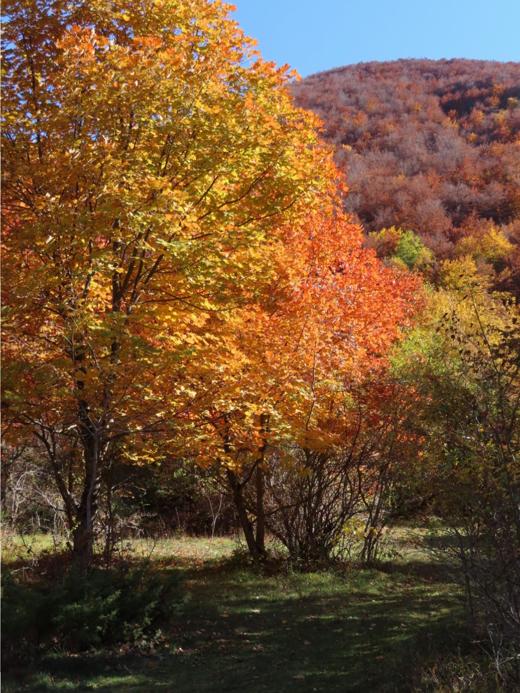 SIBILLINI VALLE ACQUA GILARDA (88)