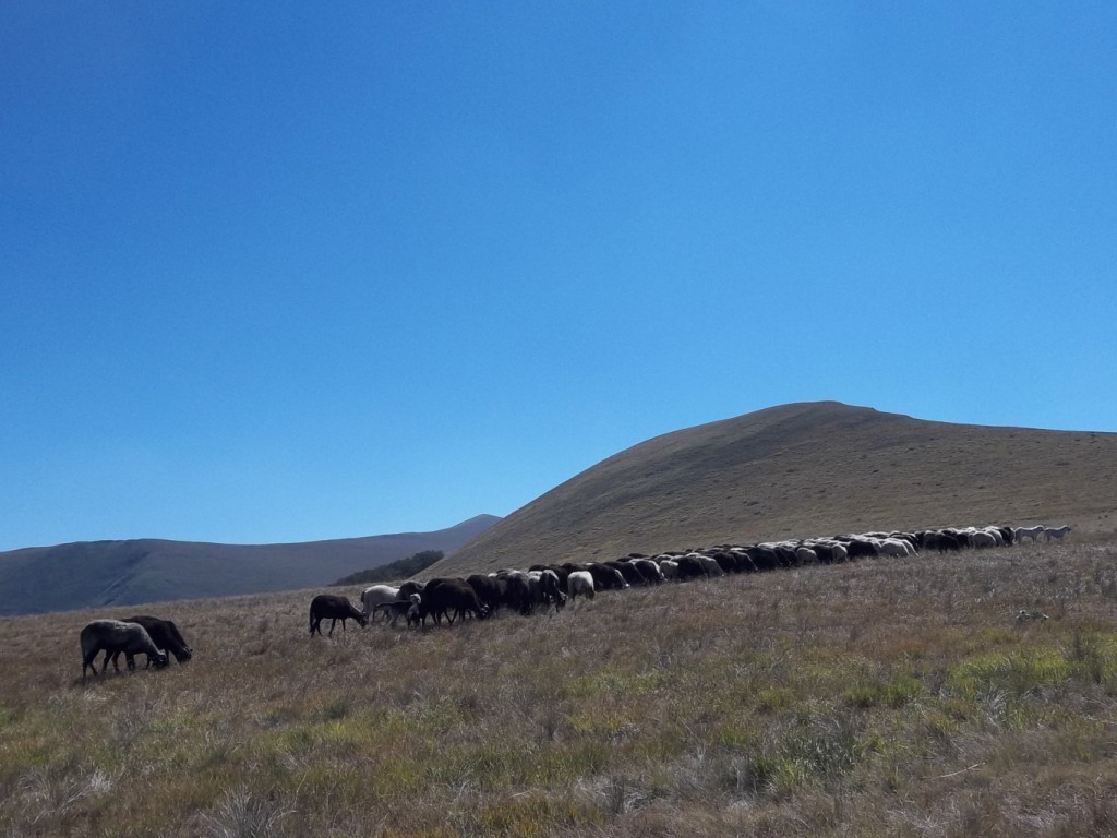 CARDOSA, PANTANI DI ACCUMOLI, NORCIA, S.EUTIZIO 21 08 2012 051