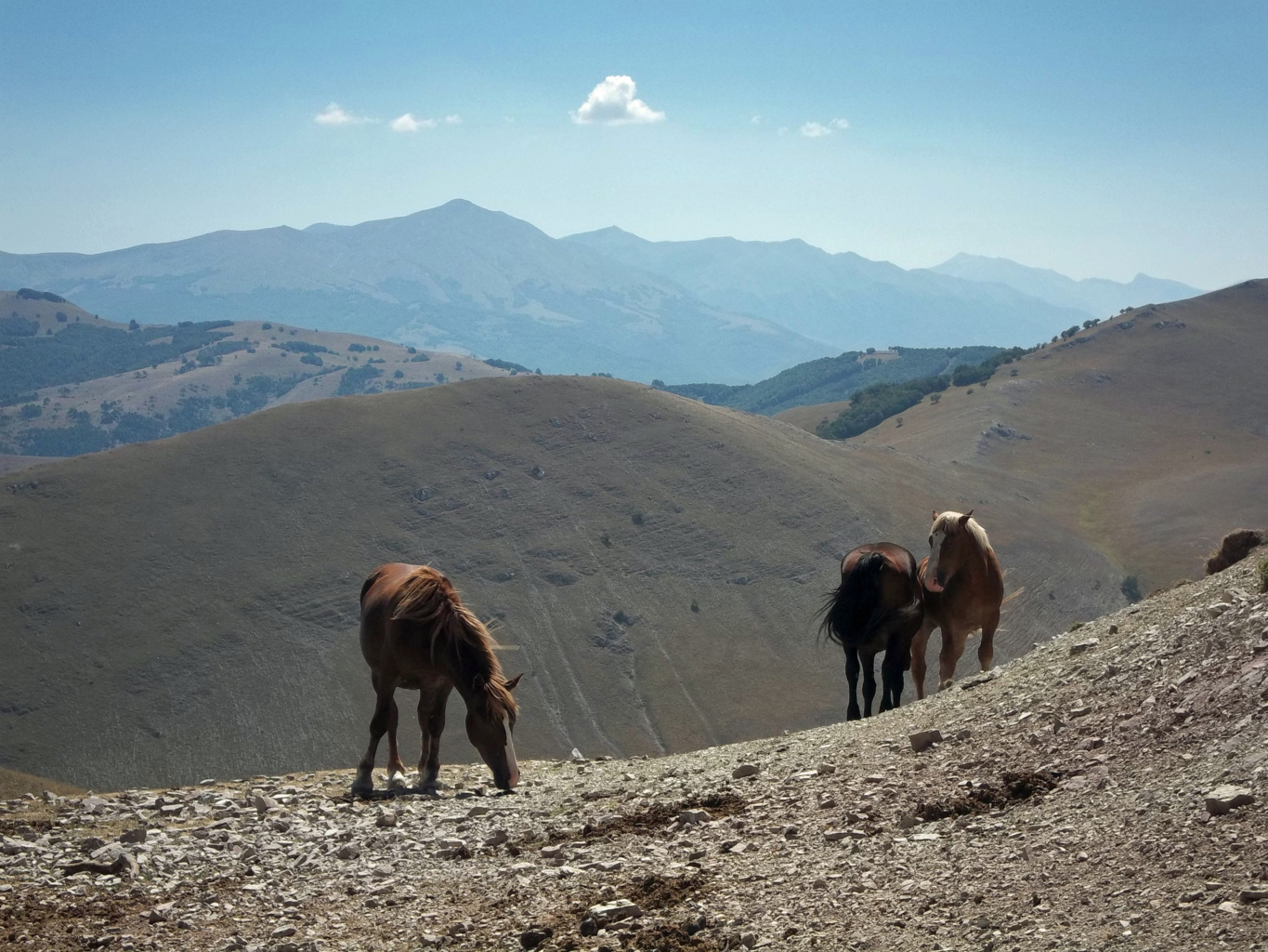 CARDOSA, PANTANI DI ACCUMOLI, NORCIA, S.EUTIZIO 21 08 2012 077