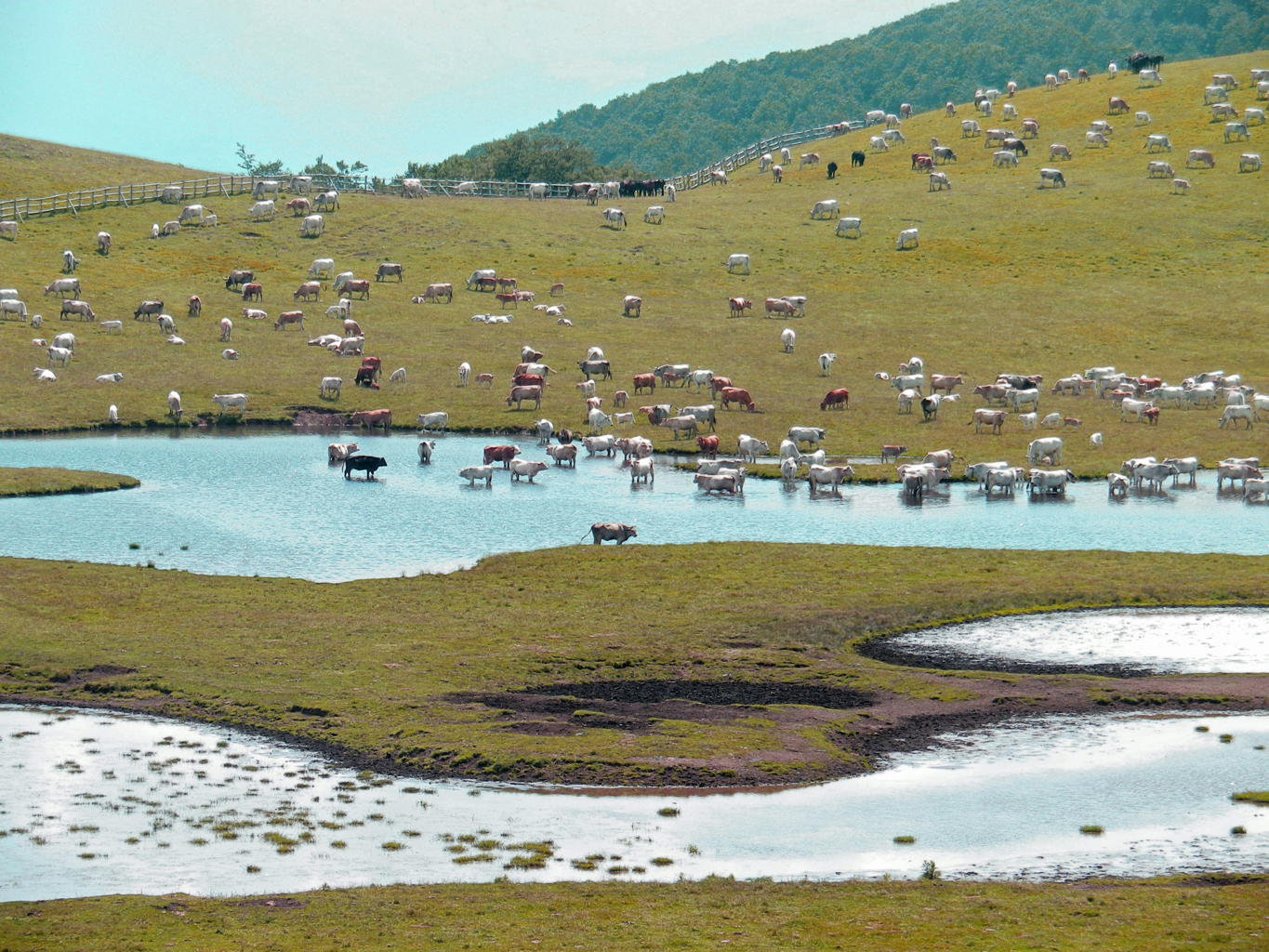 FIORITURA CASTELLUCCIO 06 07 2013 128