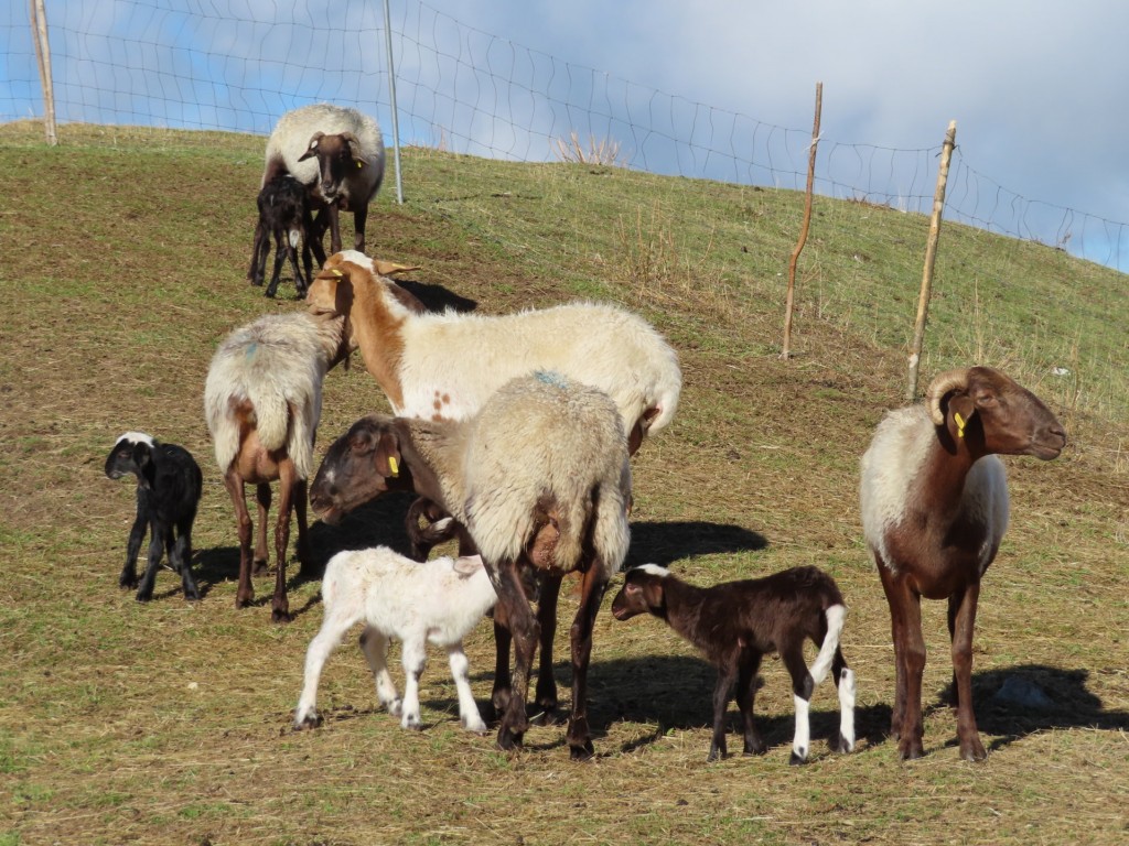 via imperiale 11 09 2022 (31)
