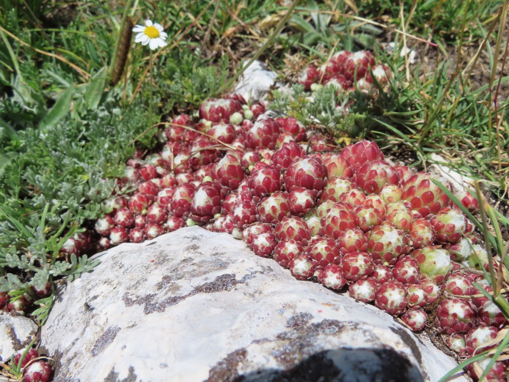 ALTA VIA DEI SIBILLINI 11 07 2023 (48)