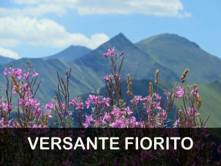 VERSANTE FIORITO